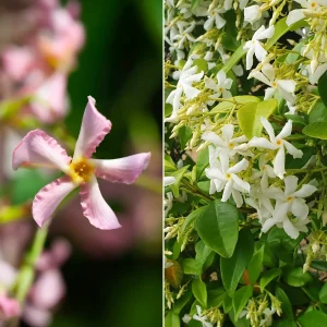 Collection de 2 Jasmin étoilé rose et blanc