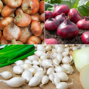 Collection de 3 Oignons: Snowball, Stuttgart, Brunswick