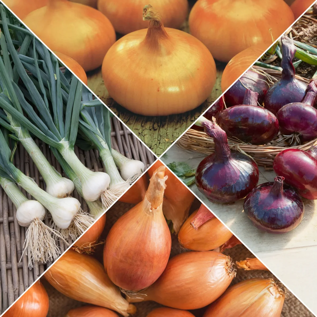 Collection d'Oignons : Hâtif Paris, Vertus, Brunswick, Zebrune – Image 2