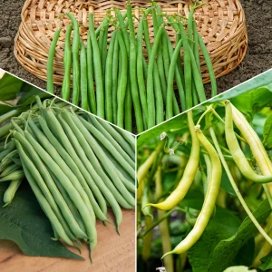 Collection d'Haricots nains