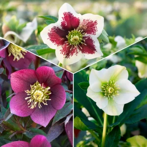 3 Hellébores d'Orient en mélange