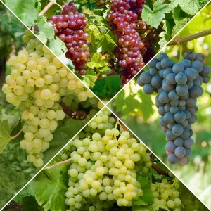 Collection de vignes