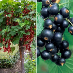 Collection de 2 groseillier et cassis sur tige