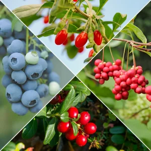 Collection d'arbustes à fruits vitaminés