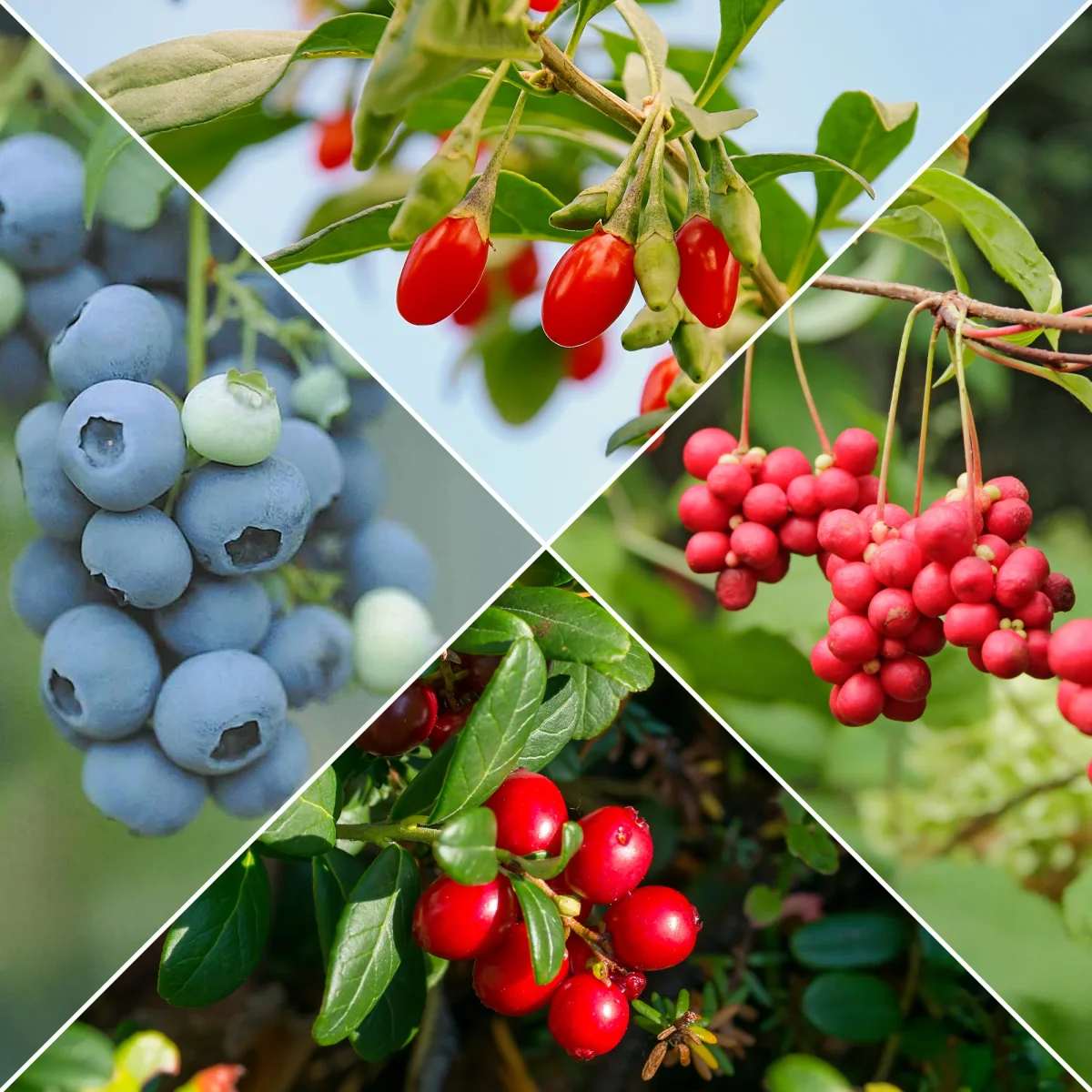 Collection d'arbustes à fruits vitaminés