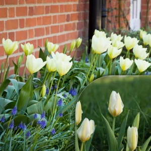 10 Tulipes Fosteriana Purissima