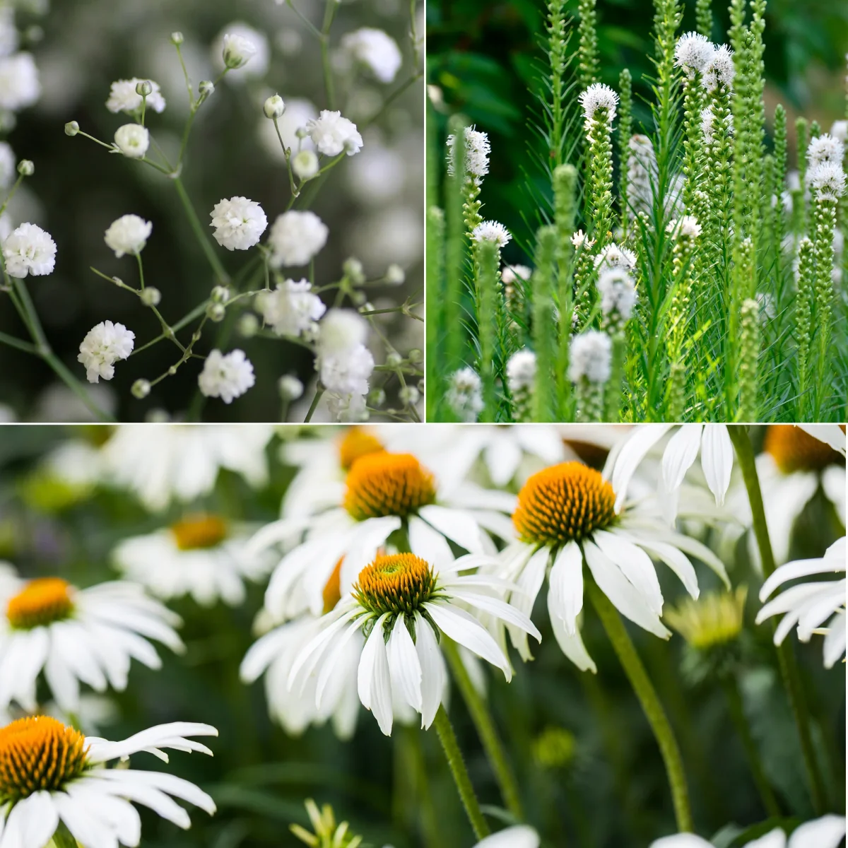 Vivaces à fleurs Blanches – Image 2