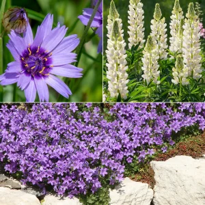 Vivaces Bleues et Blanches