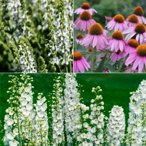 Vivaces Blanches et Roses