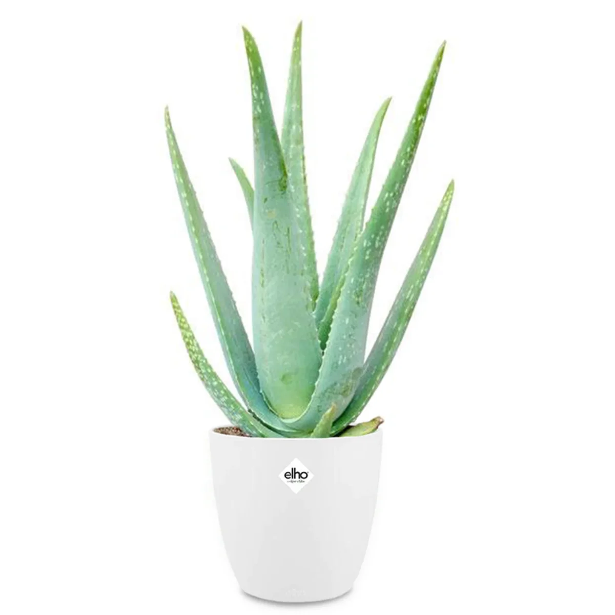 Aloe vera + cache pot blanc 14 cm. – Image 3