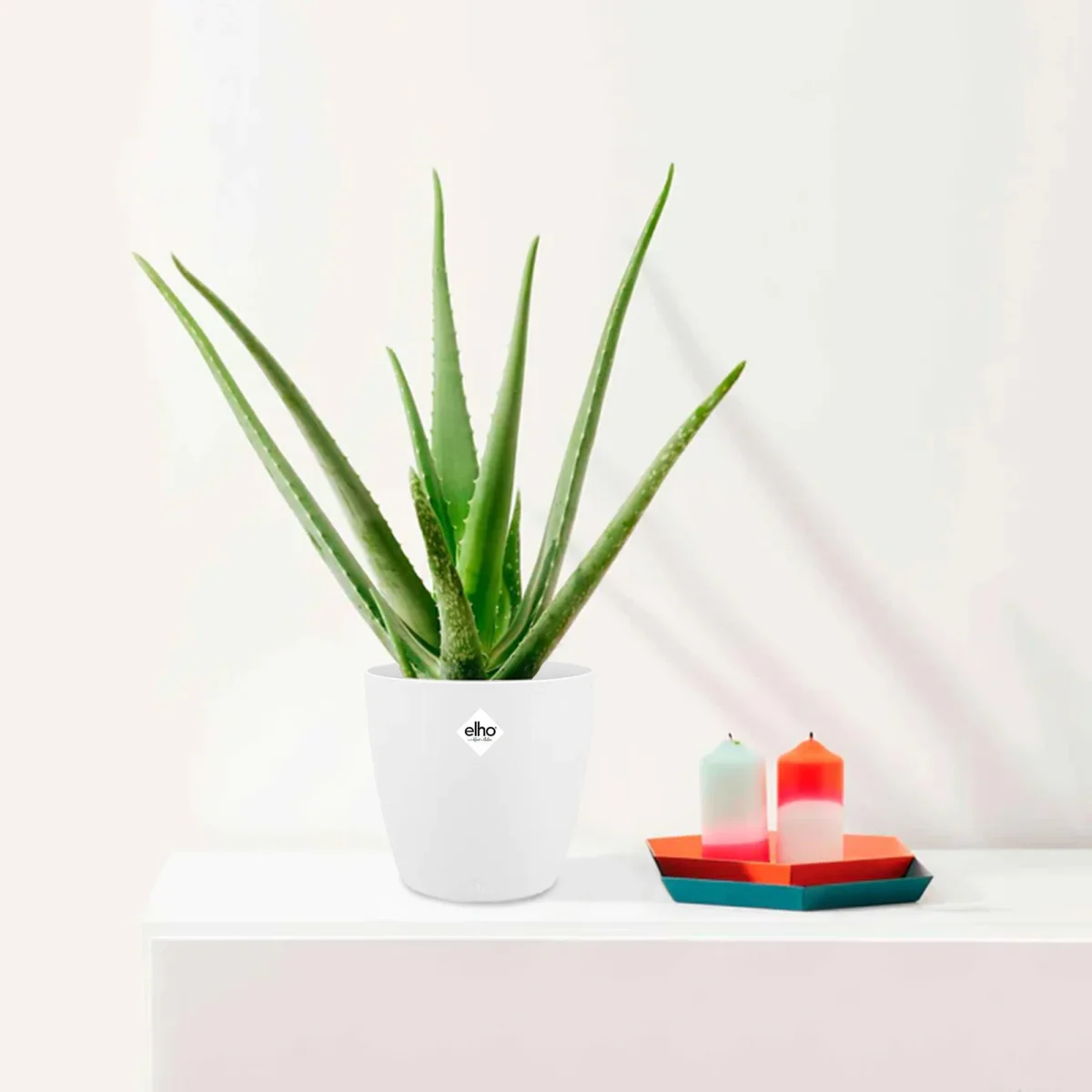Aloe vera + cache pot blanc 14 cm. – Image 2
