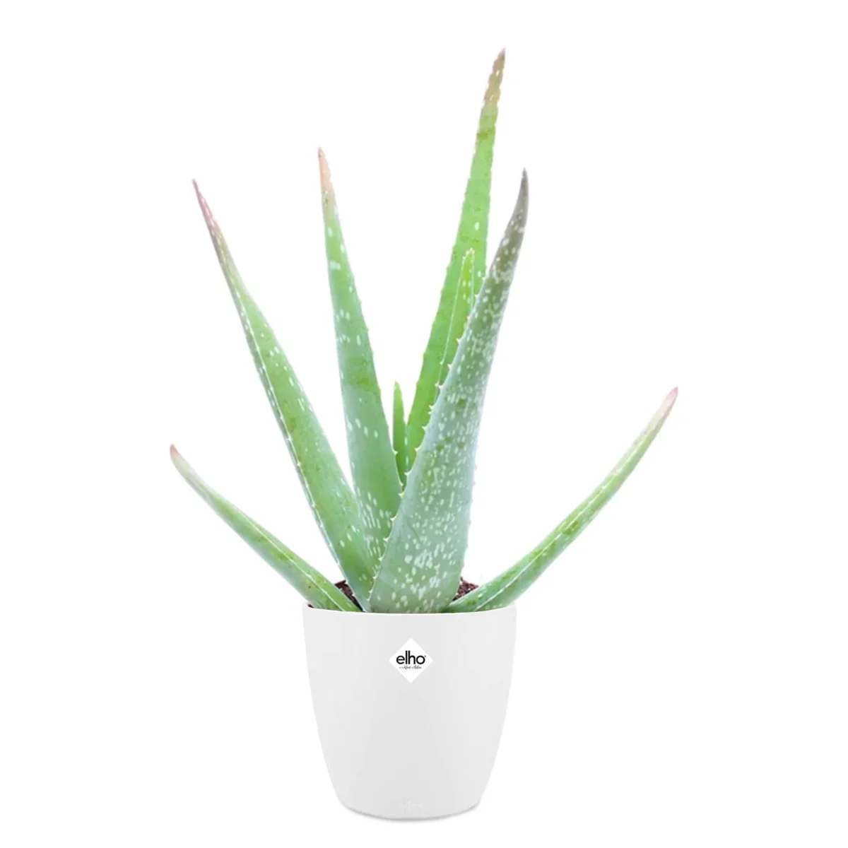 Aloe vera + cache pot blanc 14 cm. – Image 4