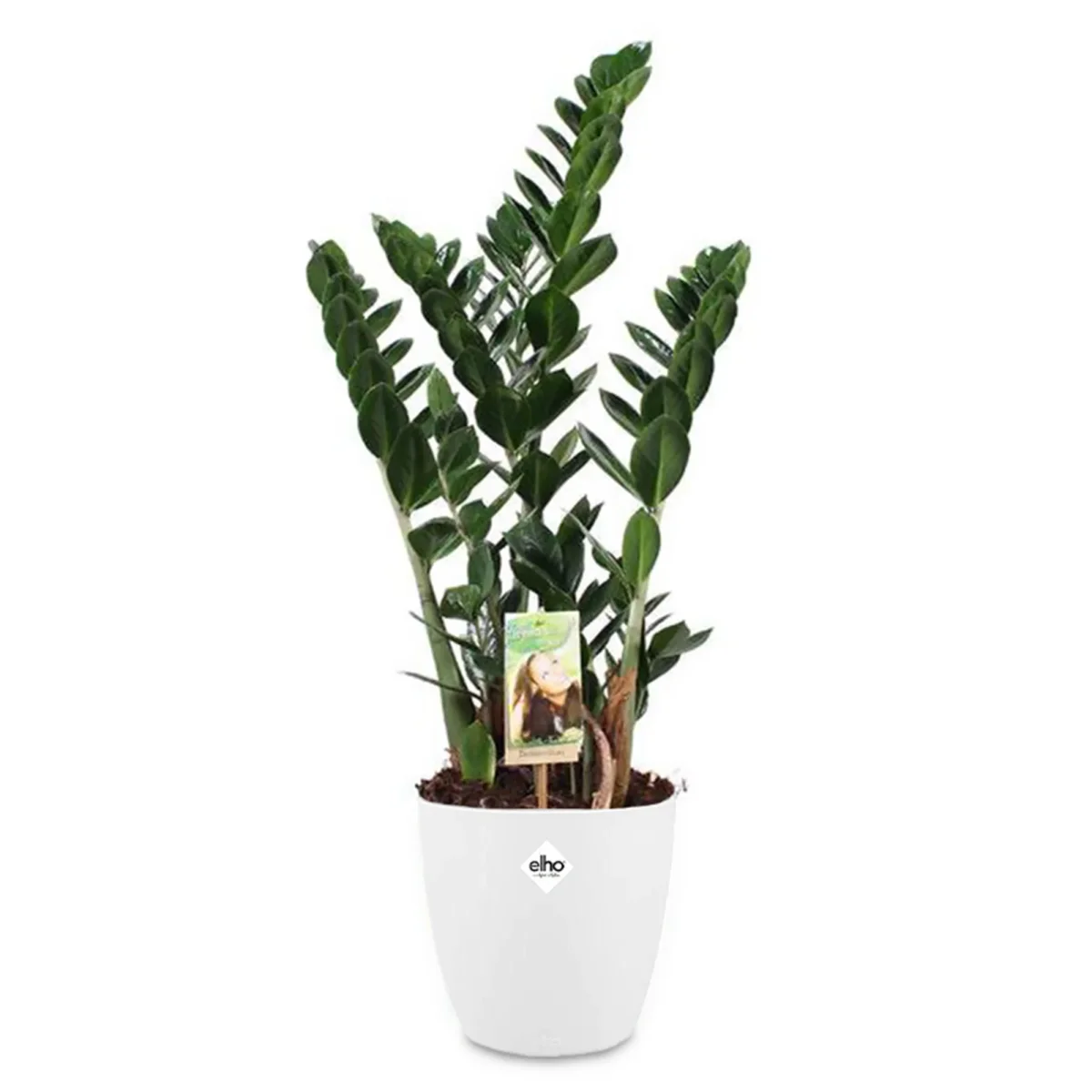 Zamioculcas + cache pot blanc 16 cm. – Image 3