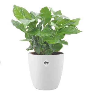 Cafeier + cache pot blanc 14 cm.
