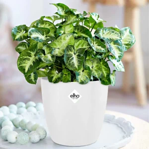 Syngonium Pixie + cache pot blanc 14 cm.