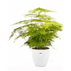 Asperge + cache pot blanc 14 cm.