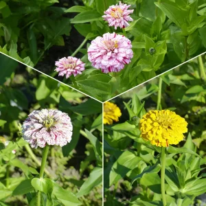 Zinnia Peppermint stick en mélange