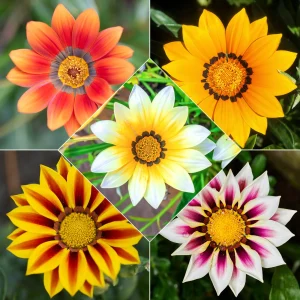 3 Gazanias en mélange