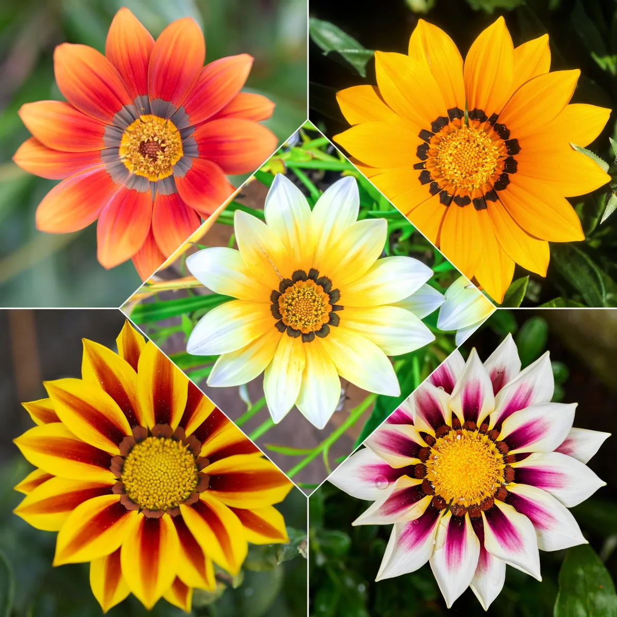 3 Gazanias en mélange