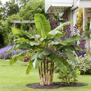 Bananier du japon Ever Red