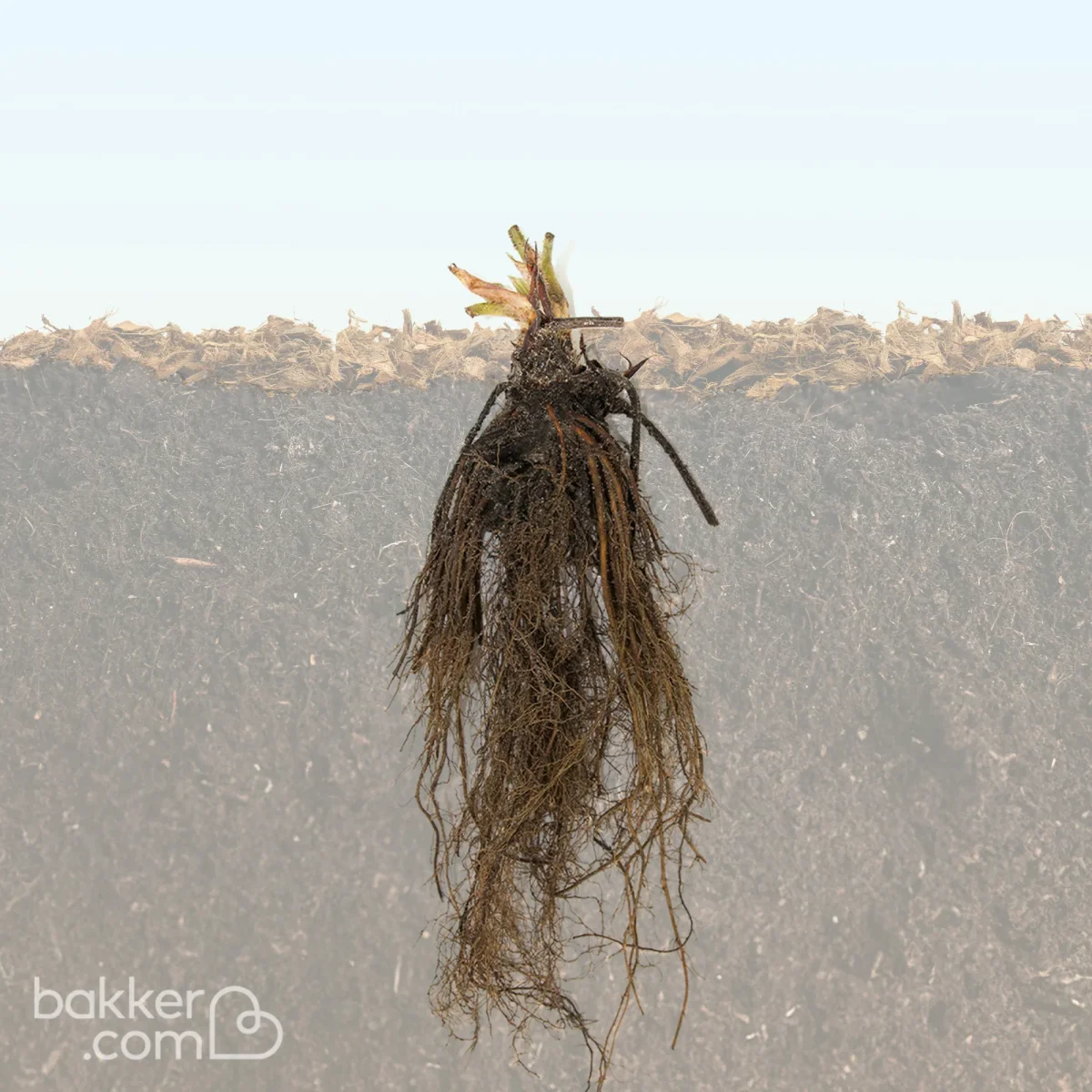 20 Fraisiers Maxim – Image 6