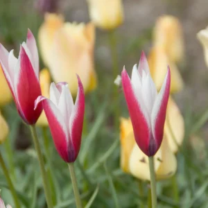 12 Tulipes Peppermint Stick