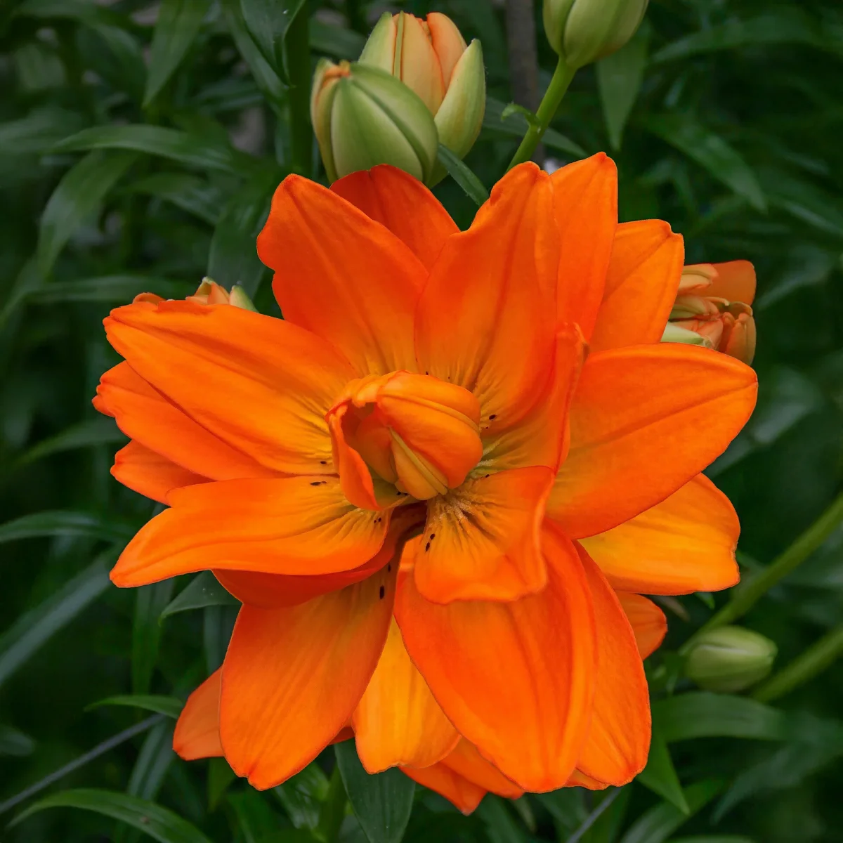 Lis Hulk – Image 3