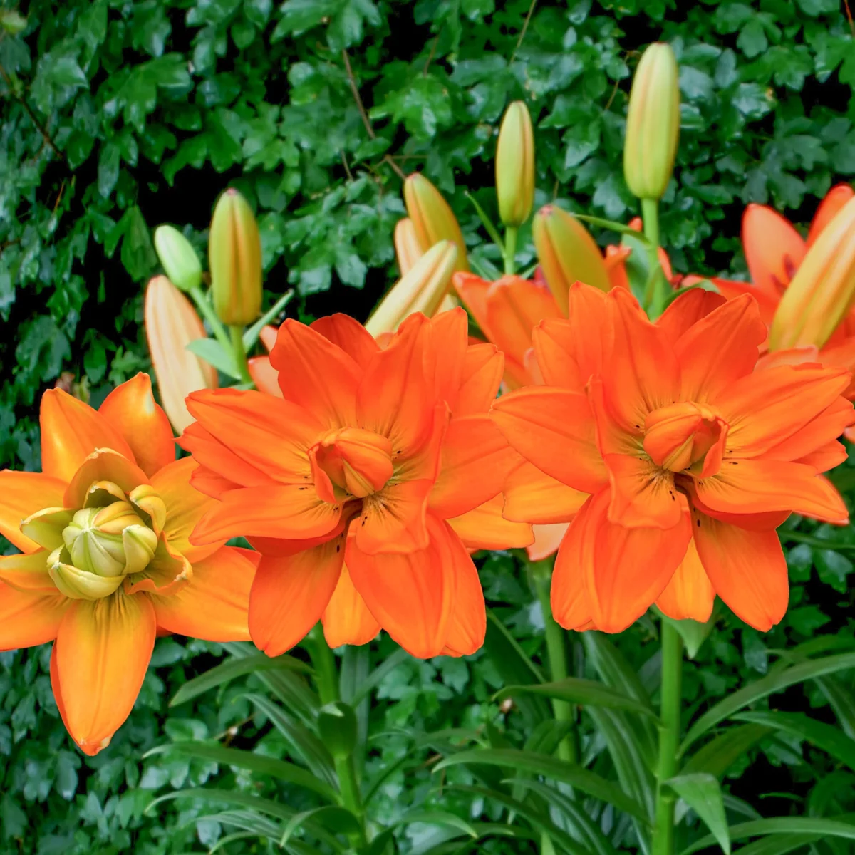 Lis Hulk – Image 4