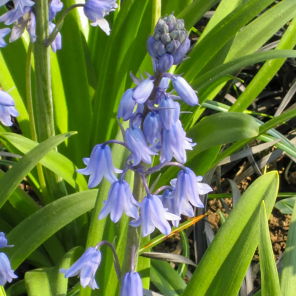 Jacinthe des bois bleue – Image 7