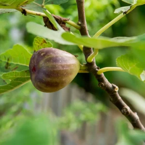 Figuier Précoce de Dalmatie