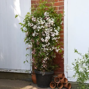 Jasmin Starry® Night