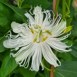 Passiflore à fruits Cooltropics® Snowstar