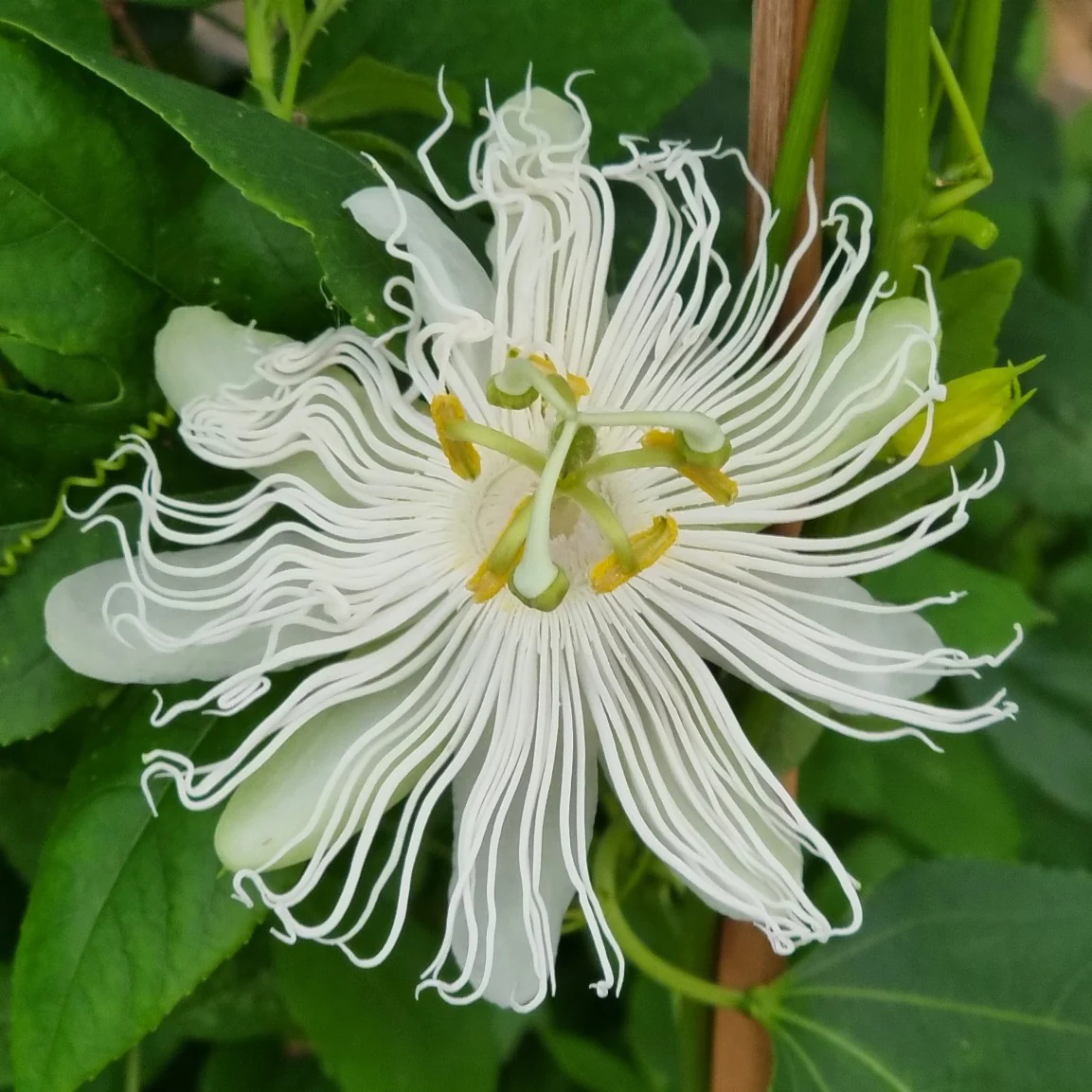 Passiflore à fruits Cooltropics® Snowstar