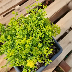 Jasmin primevère Gold Touch®