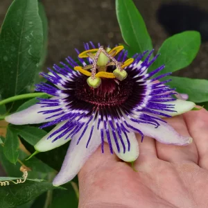 Passiflore Damsel's Delight®