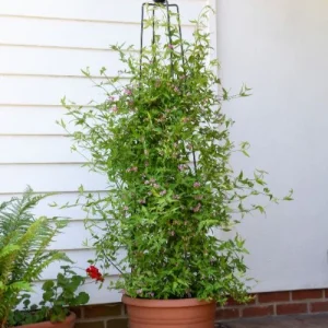 Jasmin Starry Summer Scent