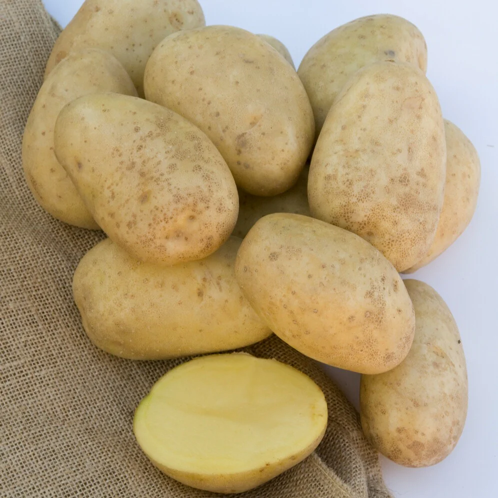 Pomme de terre Mona Lisa – Image 2