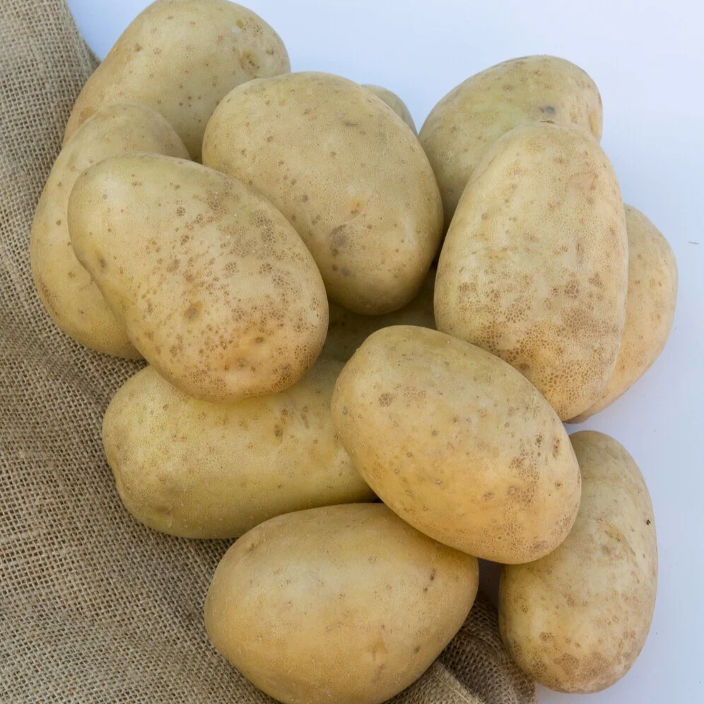 Pomme de terre Mona Lisa – Image 3