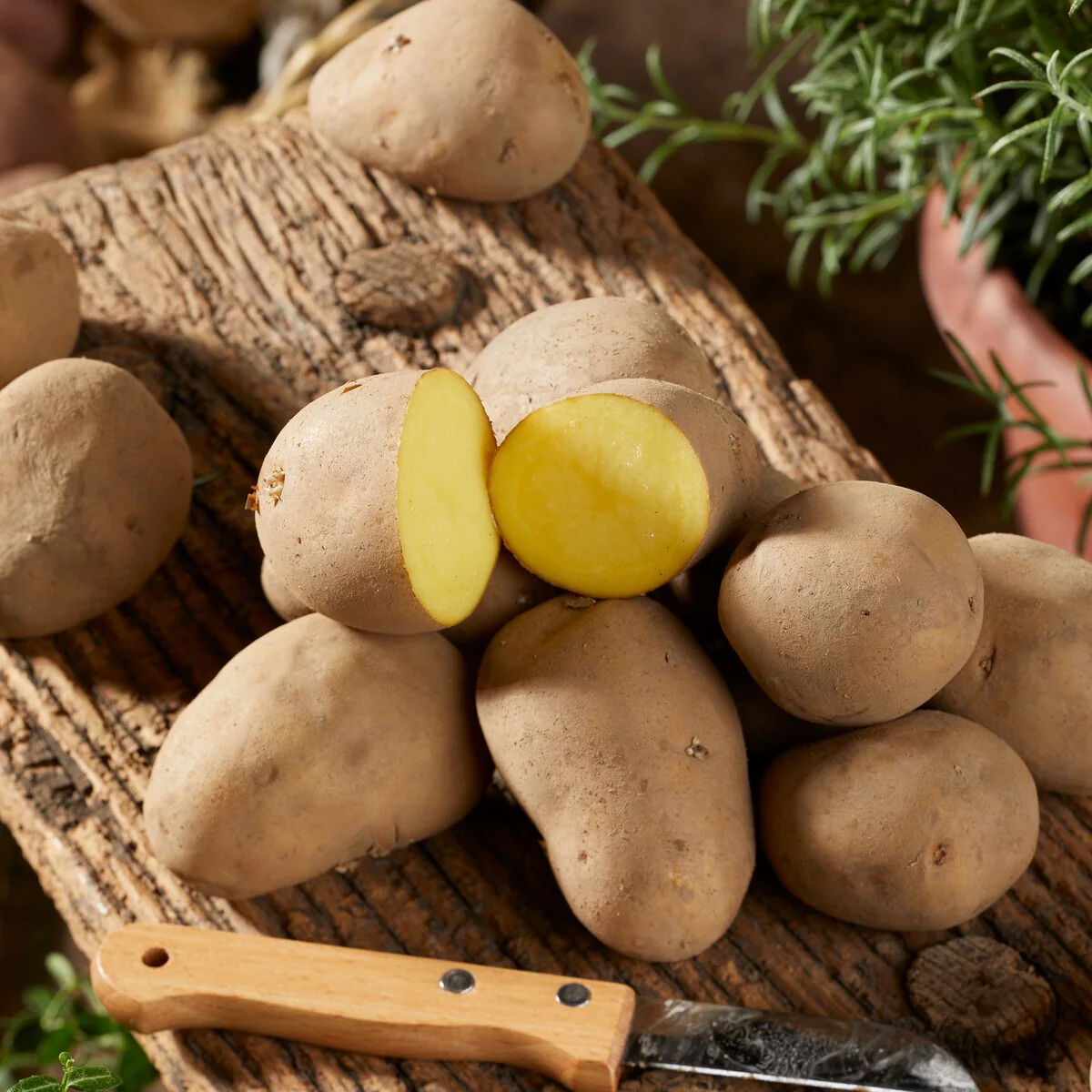 25 Pommes de terre Charlotte – Image 2