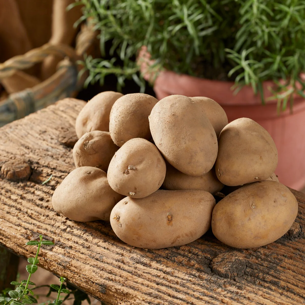 25 Pommes de terre Charlotte – Image 3