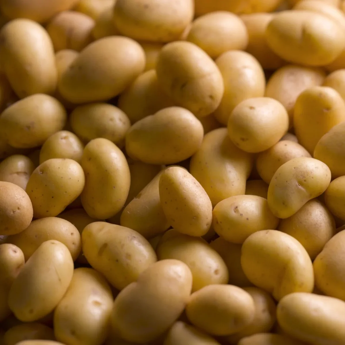 25 Pommes de terre Charlotte – Image 4