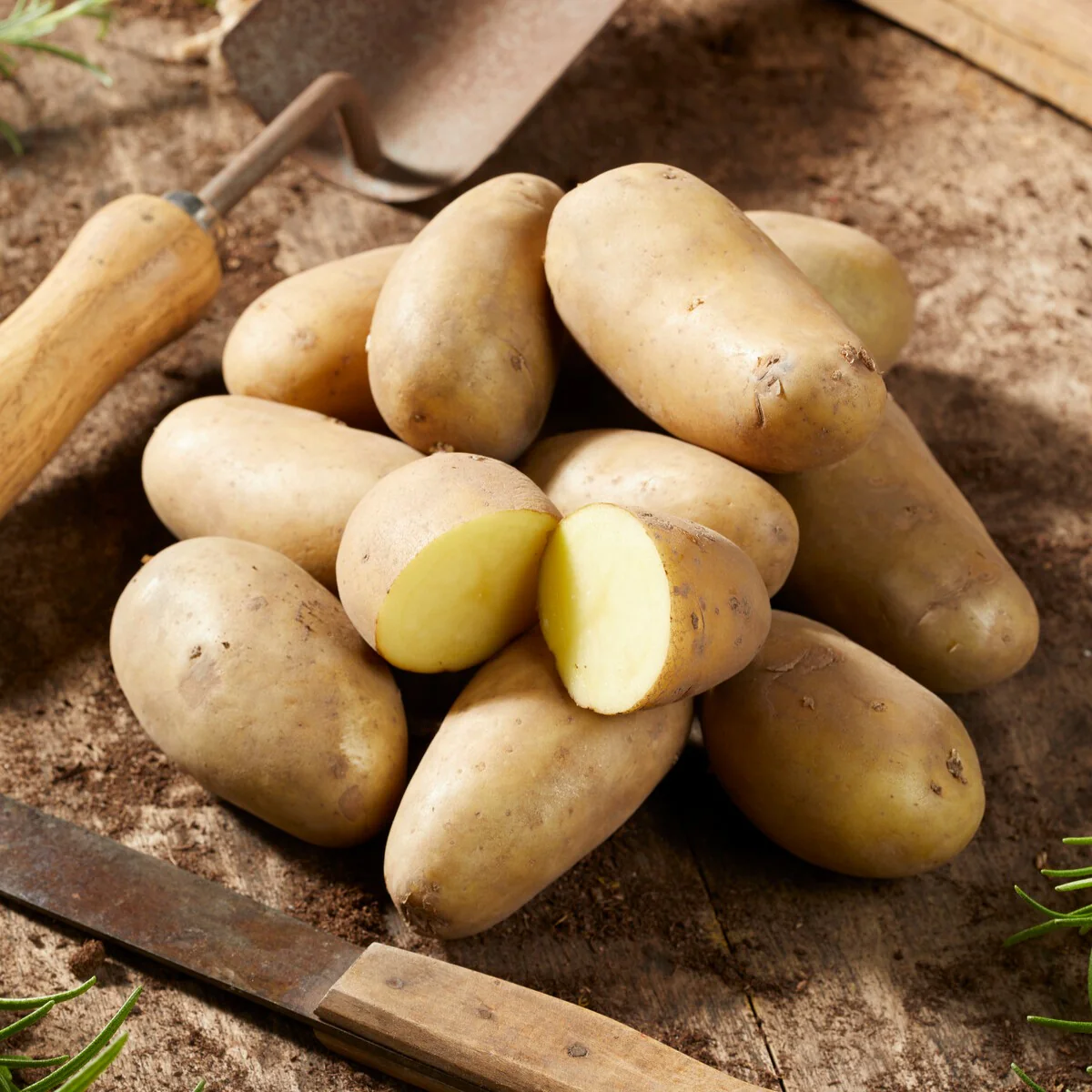 25 Pommes de terre Amandine – Image 4