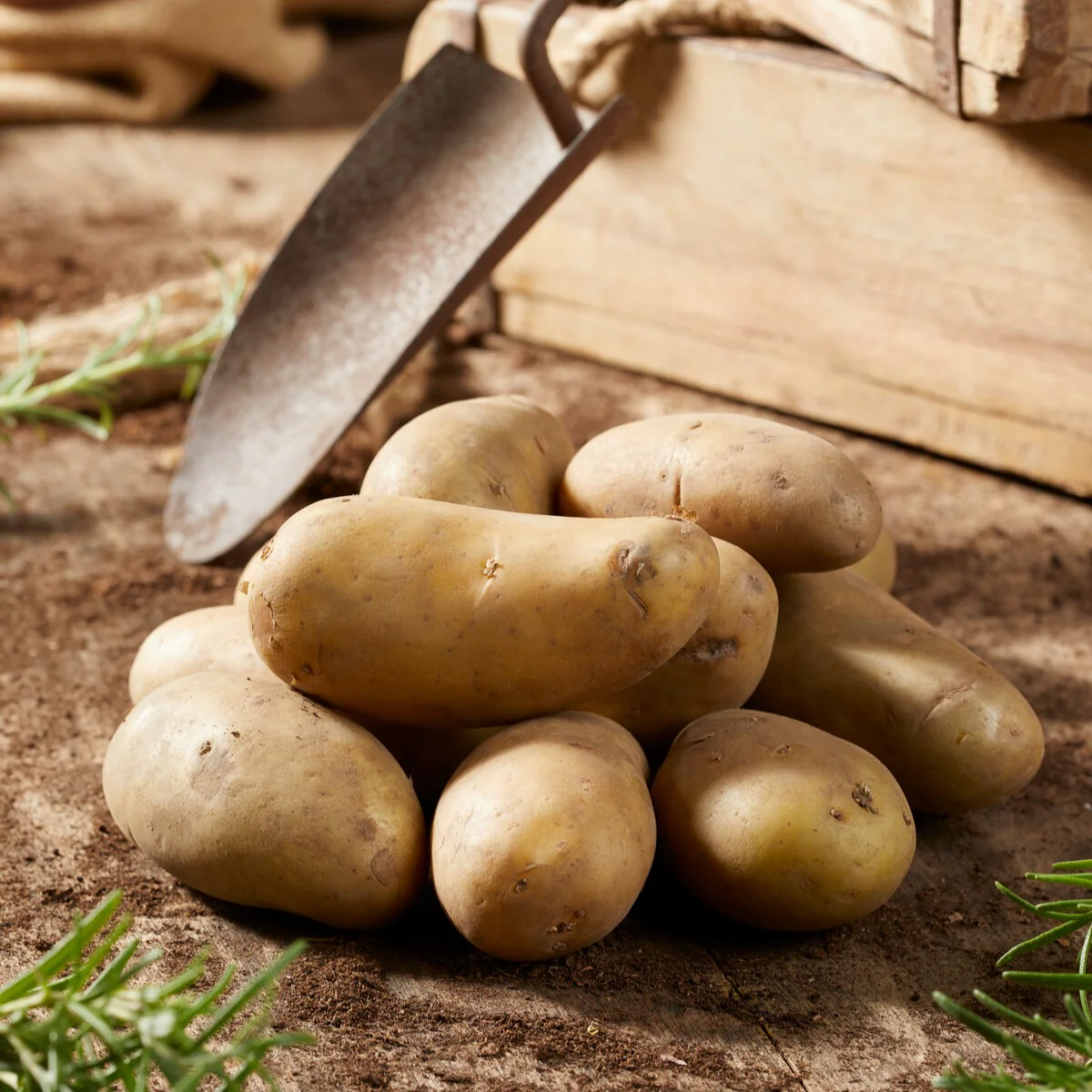 25 Pommes de terre Amandine – Image 5