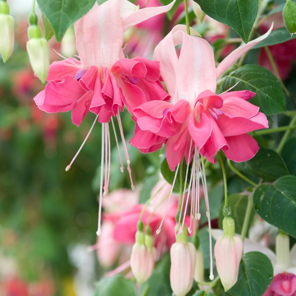 6 Fuchsias en mélange – Image 5