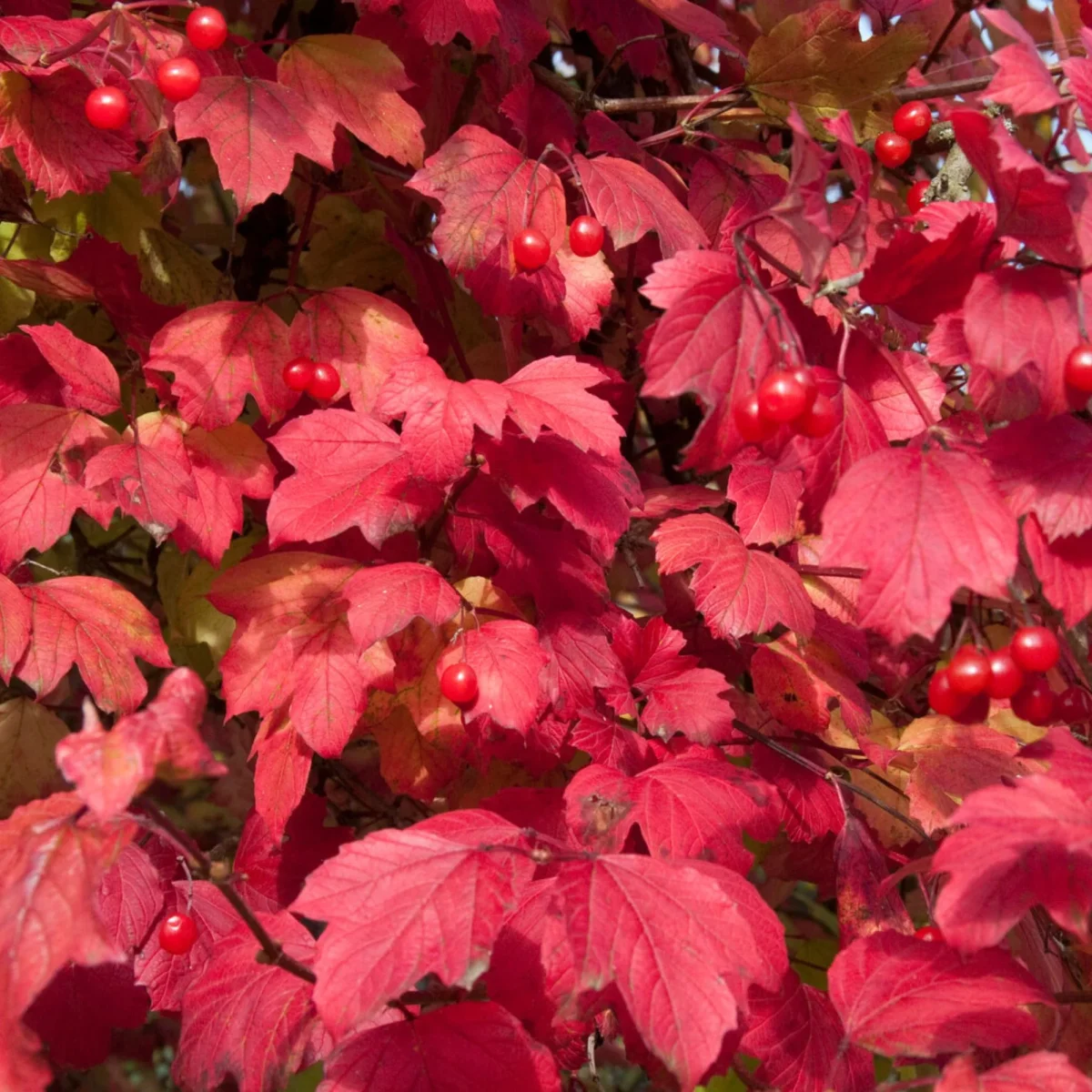 Viorne Boule de Neige – Image 8