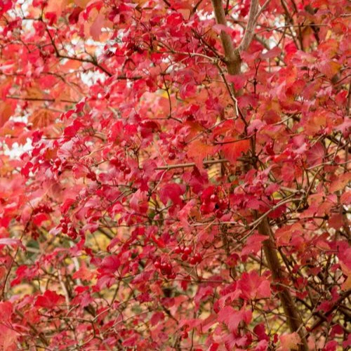 Viorne Boule de Neige – Image 9