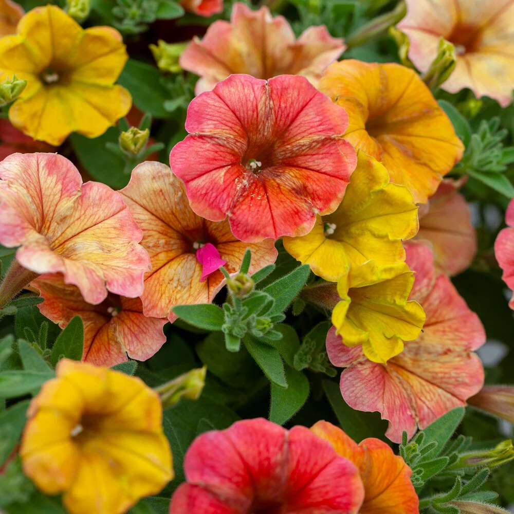 3 Pétunias retombants jaunes roses – Image 3