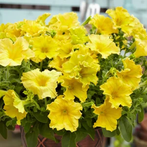3 Pétunias géants jaunes