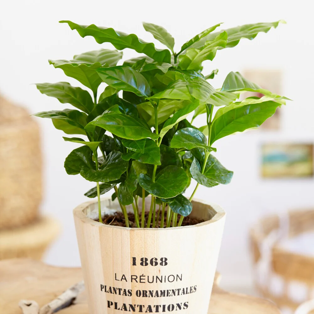 Caféier – Image 3