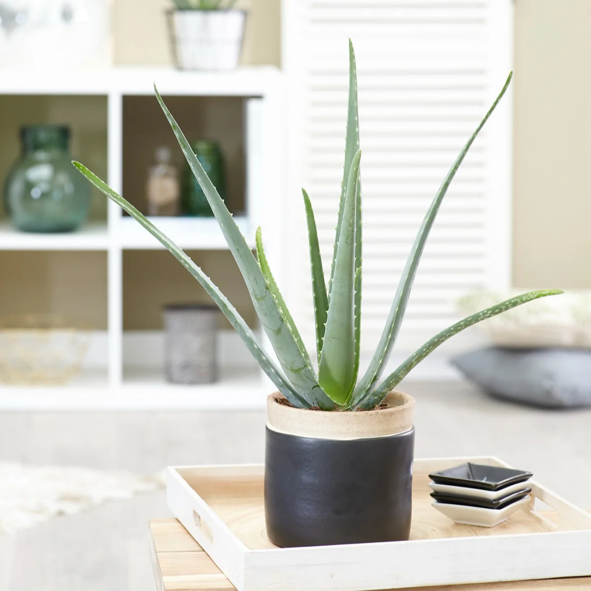 Aloe vera – Image 2